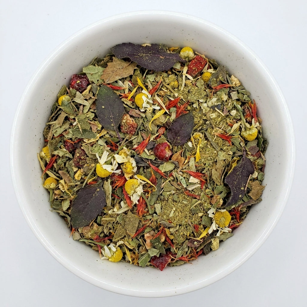 Cranberry Echinacea